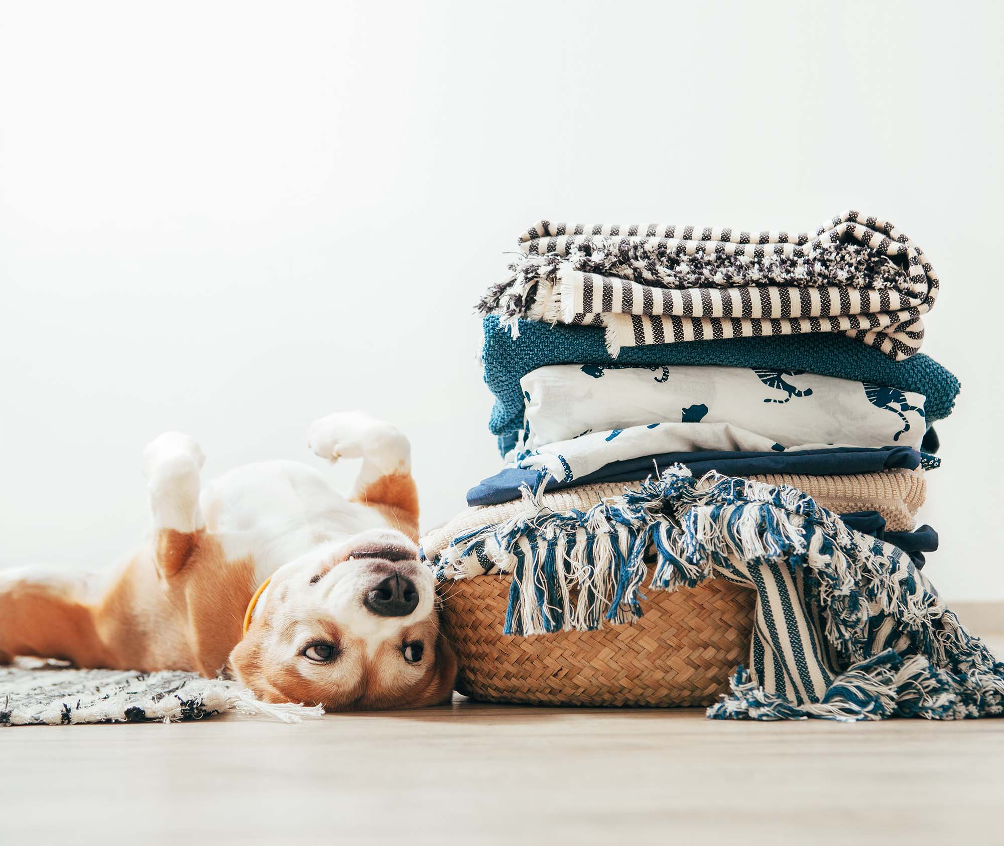 Pet-Friendly Floors | The Floor Store