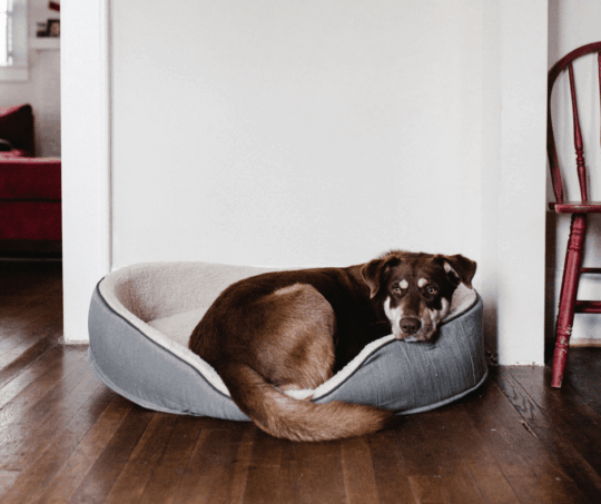 luxury vinyl for pets Santa Rosa, CA