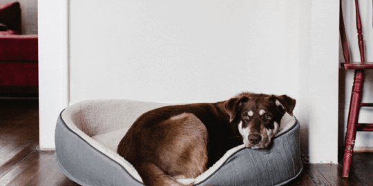 Pet-Friendly Flooring | The Floor Store